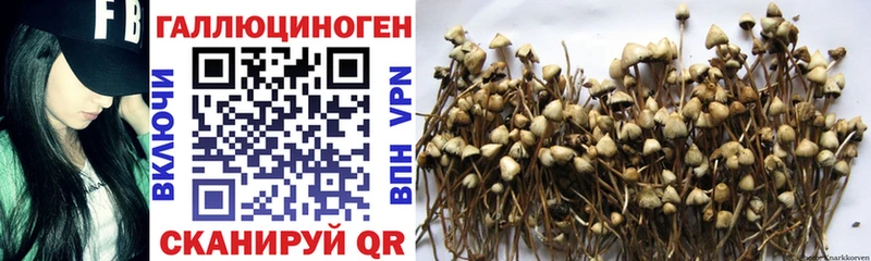 ссылка на мегу онион  Нерехта  Псилоцибиновые грибы Cubensis 